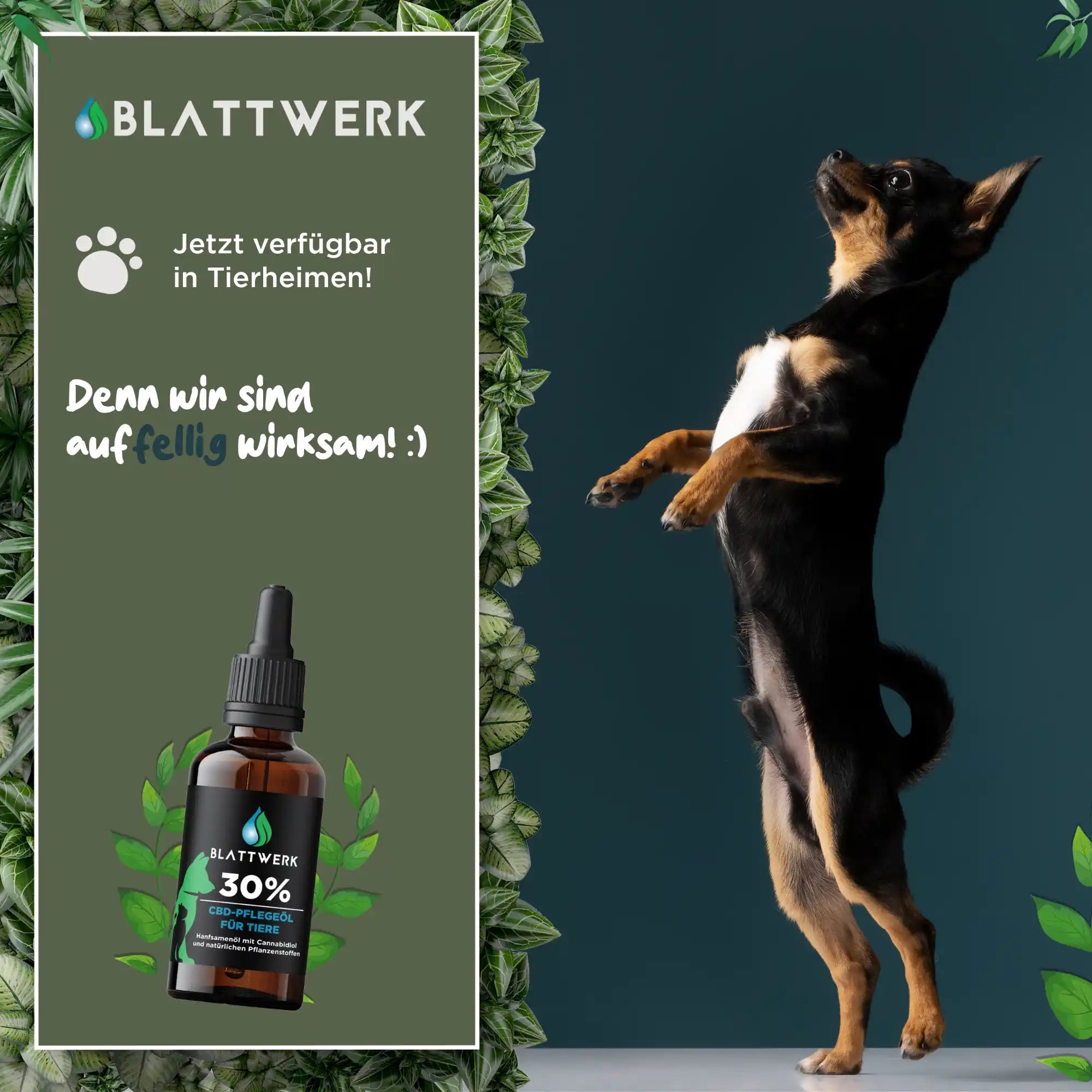 30% CBD Öl für Hunde & Katzen